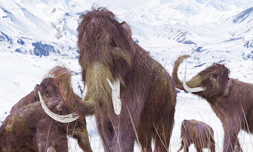 It's the 3rd fire on the left, just past the wooly mammoth